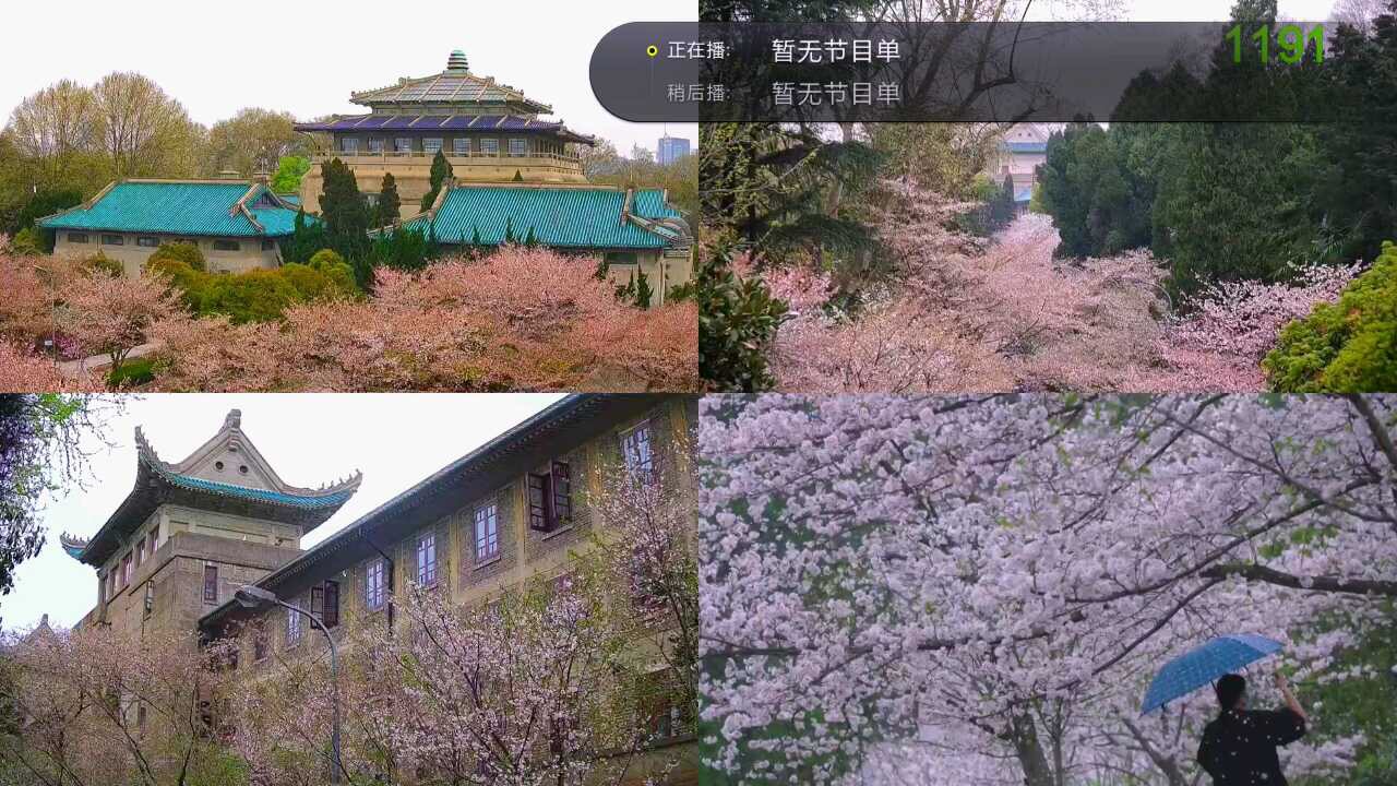 天翼高清 “武漢大學(xué)櫻花慢直播”上線，中國(guó)電信邀你線上“云賞櫻”！