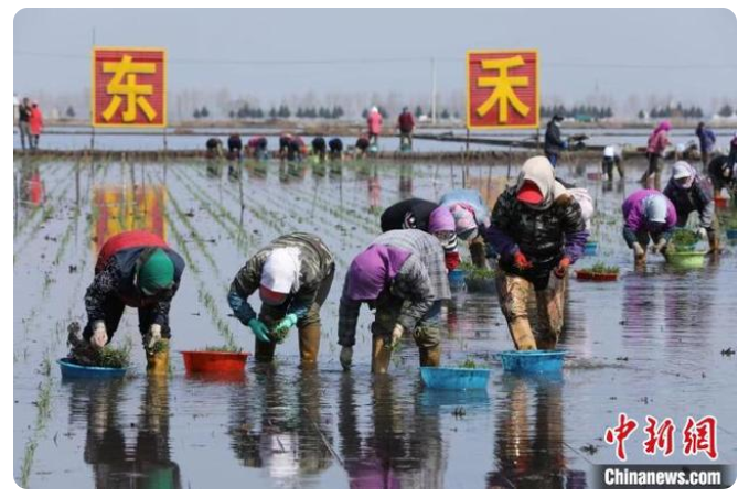 黑龍江慶安采取人機(jī)結(jié)合水稻插秧，插下“龍江第一苗”