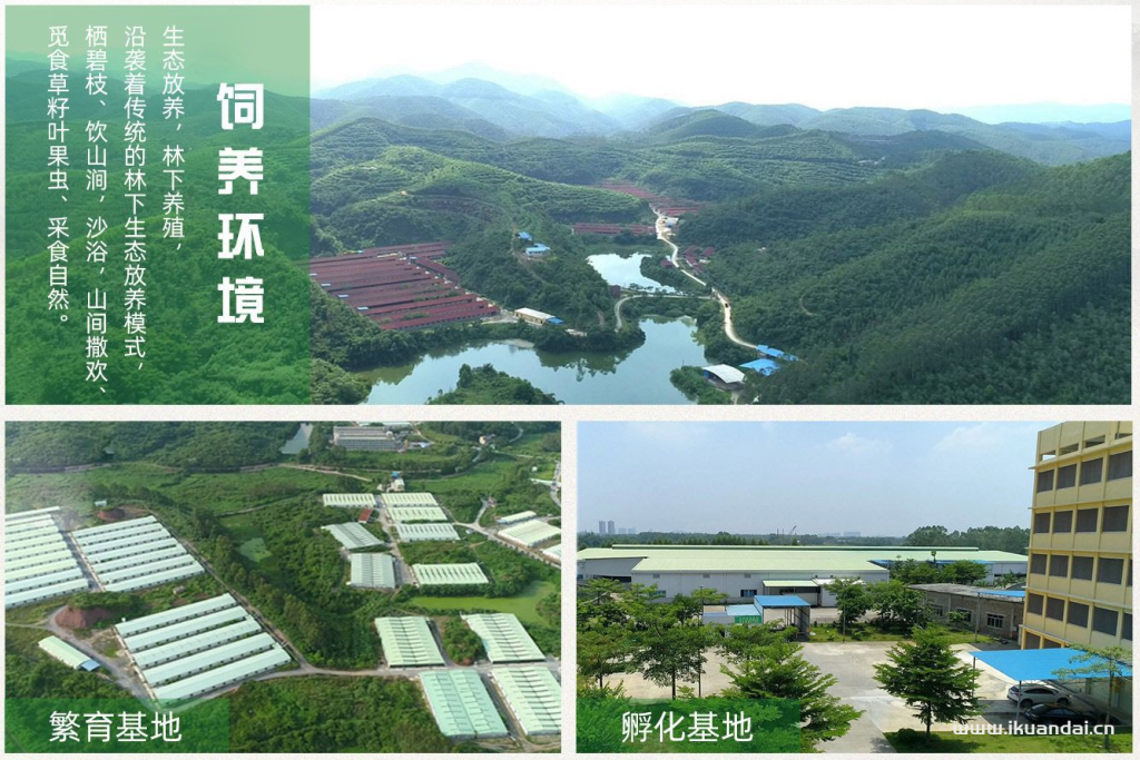 廣州農(nóng)夫山雞農(nóng)產(chǎn)品有限公司簡(jiǎn)介