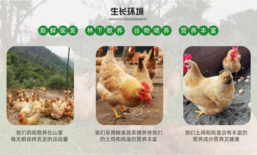 廣州農(nóng)夫山雞農(nóng)產(chǎn)品有限公司簡(jiǎn)介